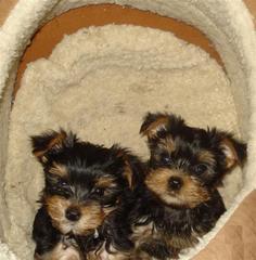 Exceptional Tea Cup Yorkie Puppies for Adoption