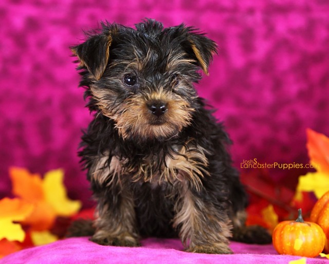 Yorkshire Terriers puppies