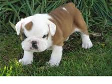 .Tea Cup bulldog puppy For Free Adoption