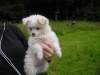 Charming  And Cuddly Maltese Puppies Looking For A Home