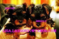 extremely cute yorkie puppies to loving homes