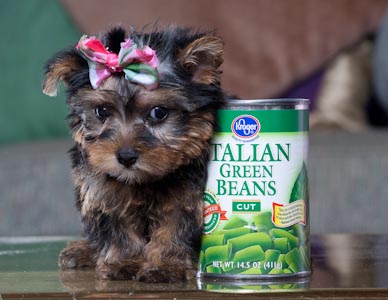 X-Mas T-Cup Yorkie Puppies For Your Family.