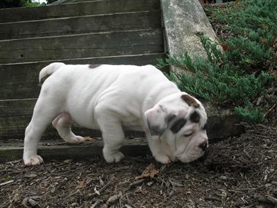 Cute Baby face English Bulldog puppies waiting for a new home