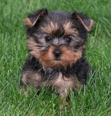 Breath-Taking Yorkie Puppies