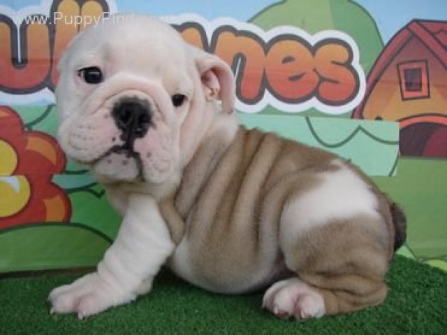 Multichampion English bulldog puppy