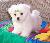 Adorable Male and Female Maltese Puppies For Adoption