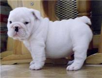 Free English bulldog puppies for good homes