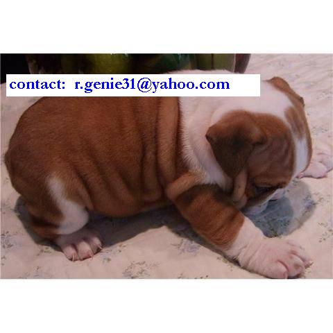 Beautiful English Bulldog puppies available (r.genie31@yahoo.com)