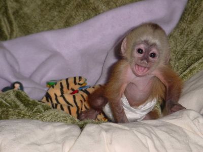 Intelligent Capuchin Monkeys For Adoption