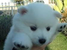 American Eskimo Puppies