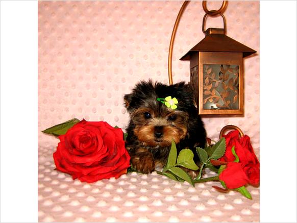 Healthy AKC Teacup Yorkies For Adoption