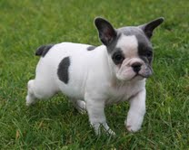 cute french bulldog puppy for adoption