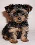 xmass tea cup yorkie puppy for adoption