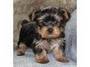 xmass tea cup yorkie puppy for adoption