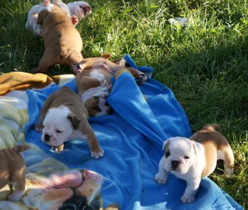 Registered CUTE and Adorable CHRISTMAS English Bulldog Puppies For Adoption