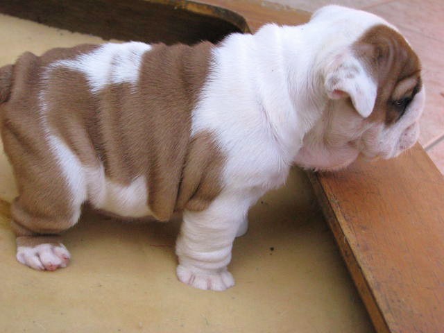 awesome english bulldog puppy available