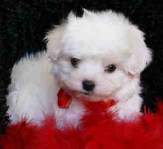 Ouststanding Maltese puppies for adoption.