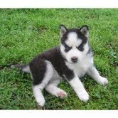 Adorable Siberian Husky puppies are available