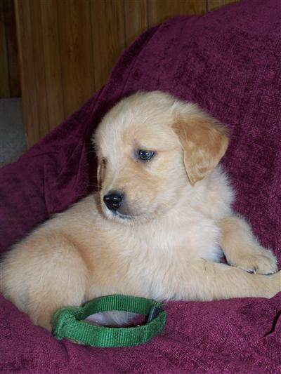 12 weeks white adorable golden retriever puppy for adoption