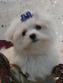 Wow:Adorable Male and Female Maltese Puppies For X-MAS-($100)