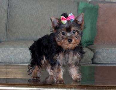 yorkie puppies for X-mass