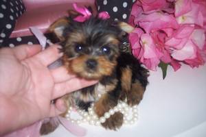 yorkies puppies looking for new for christmas