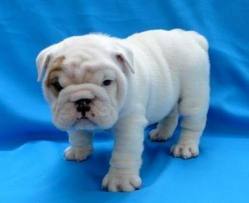 english bulldog puppies