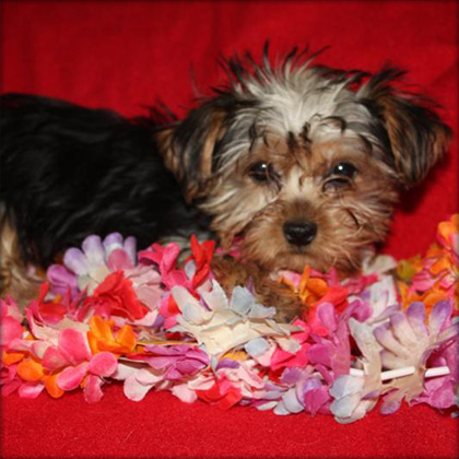 Cute and adorable Male and Female yorkie puppies for free adoption