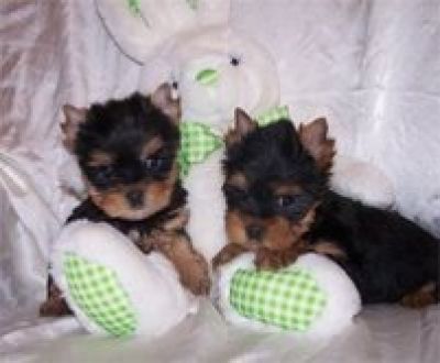 Two gorgeous yorkie puppies ready