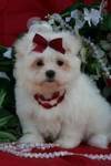 Available Maltese pup's