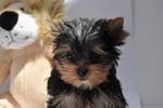 yorkie puppy