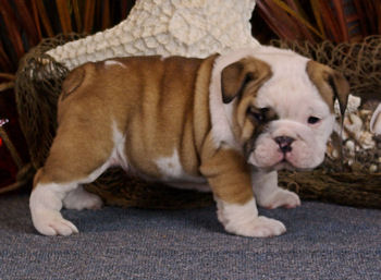 Home Raised English Bulldog Puppies