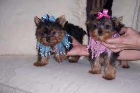 X MAS YORKY PUPPIES FOR SALE