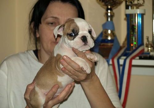 Cute English bulldog puppies for sale