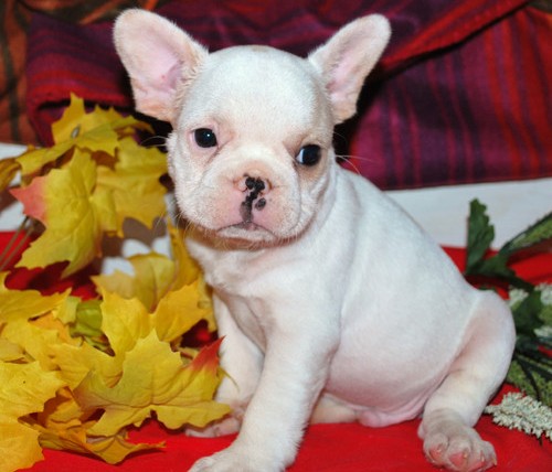 Sweet french bulldog puppies for sale  ...