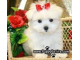 Cute and adorable Male and Female maltese puppies for free adoption
