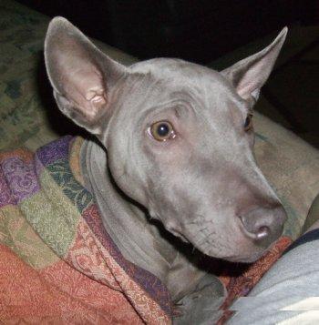 Thai Ridgeback Puppies