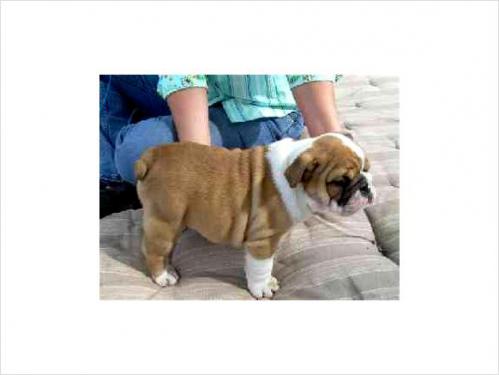 AKC English bull dog puppies available now!!!