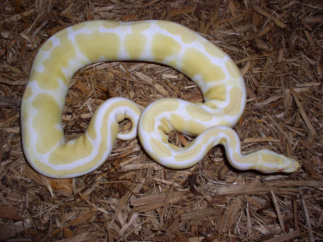 Awesome Albino And Piebald Pythons Available