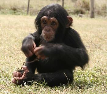 adorable baby chimpanzee for sale