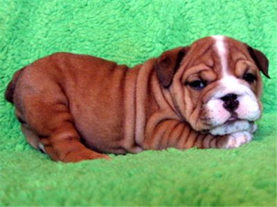 Beautiful   AKC  English   Bulldog   Puppies   For   You   At   X-Mass   ASAP