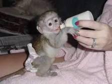 X-mas baby capuchin monkeys for adoption