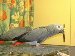 TALKING AND WELL TAMED CONGO AFRICAN GREY PARROTS FOR X-MASS