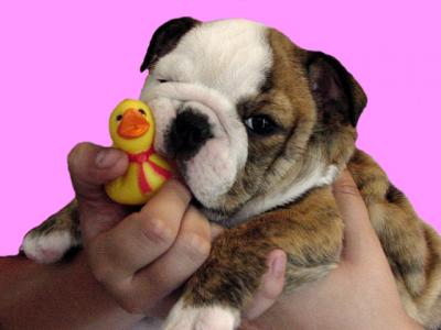 lovely english bulldogs for adoption