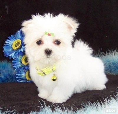 AKC Registered Maltese puppies