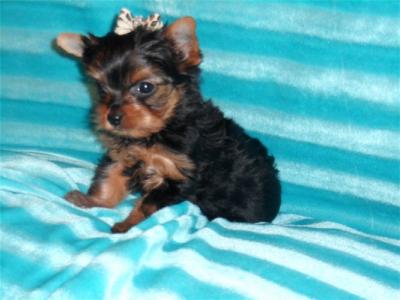 Lovely Teacup Yorkie Puppies For Free Adoption