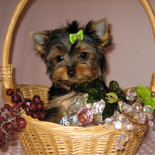 Xmass Teacup yorkie puppy for adoption