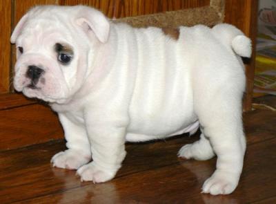 we have cute and very adorable English Bull Dog  puppy for sale