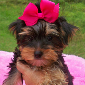 Yorkie puppies for adoption