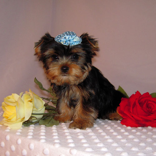 Two Tea Cup Yorkie Puppies for Free adoption